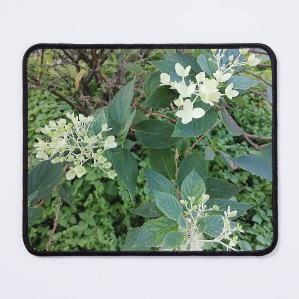 Item preview, White blossoms on a green bush designed and sold by PhuongVoArt.