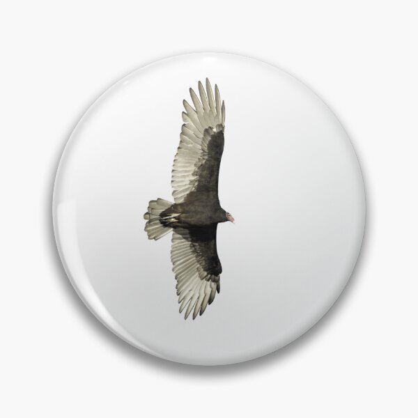 Item preview, Isolated Turkey Vulture 9-23-2026 designed and sold by Thomasyoung.