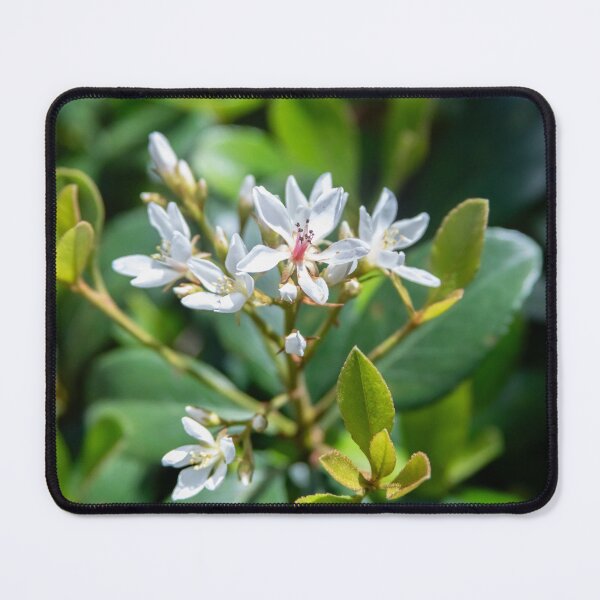 Item preview, Indian HawthornWhite Flowers  designed and sold by RichFrancoCars.