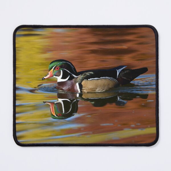 Item preview, Wood Duck in Autumn Reflection designed and sold by Wondersofwhimsy.