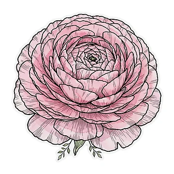 Artwork thumbnail, Pink Ranunculus Sticker | Ranunculus Die Cut Sticker | Fine Line Bold Botanical Decal | Pink Flower Laptop Sticker by Crystal Critters