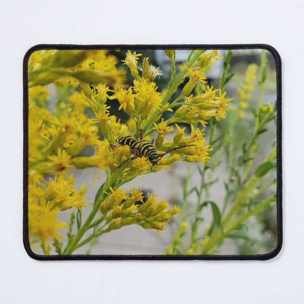 Item preview, Locust Borer on Tall Goldenrod designed and sold by concretebotany.