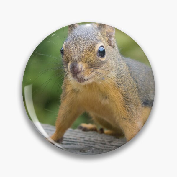 Item preview, Douglas Squirrel designed and sold by LaurenTucker.