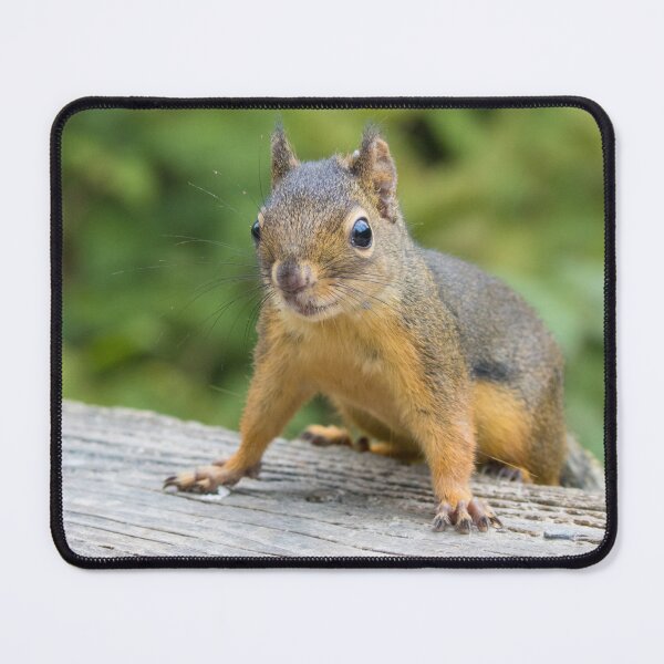 Item preview, Douglas Squirrel designed and sold by LaurenTucker.