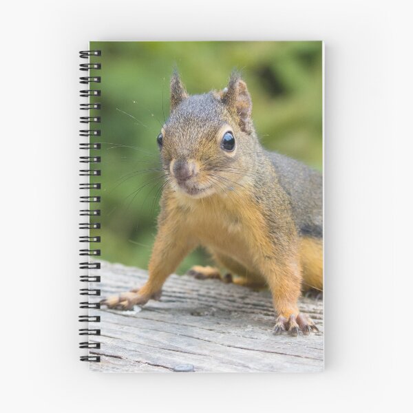 Item preview, Douglas Squirrel designed and sold by LaurenTucker.