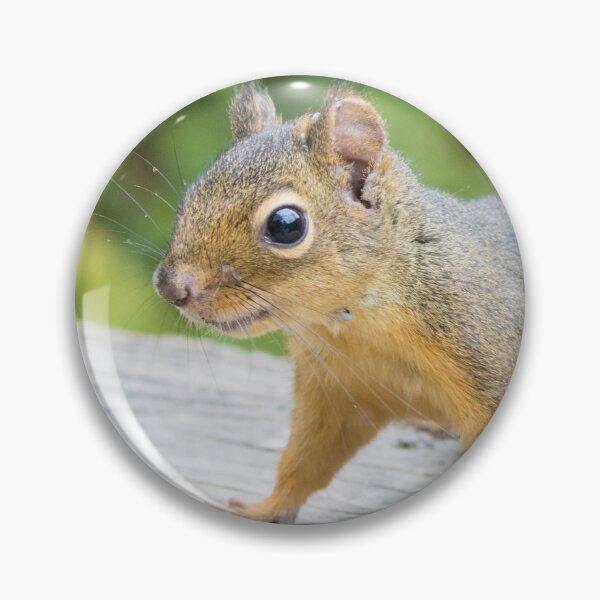 Item preview, Douglas Squirrel designed and sold by LaurenTucker.