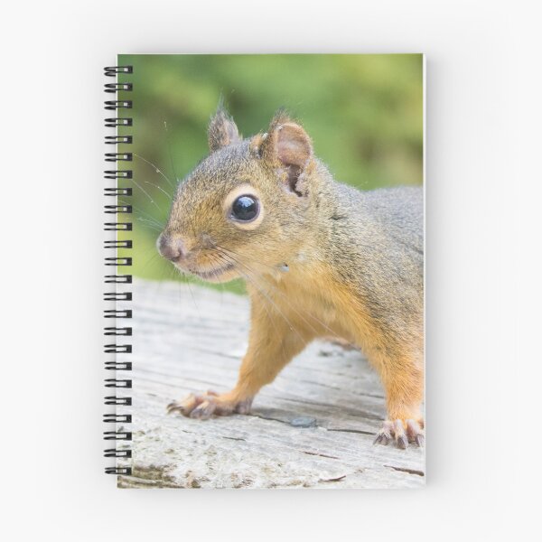 Item preview, Douglas Squirrel designed and sold by LaurenTucker.