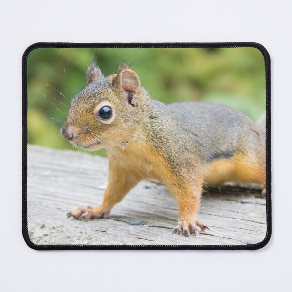Item preview, Douglas Squirrel designed and sold by LaurenTucker.
