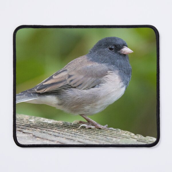 Item preview, Dark Eyed Junco designed and sold by LaurenTucker.