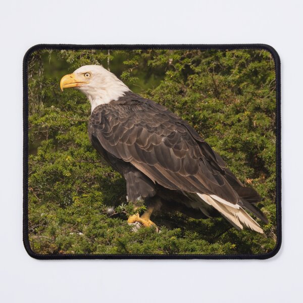 Item preview, Bald Eagle designed and sold by LaurenTucker.