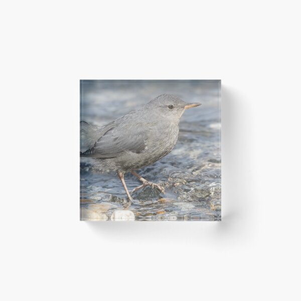Item preview, American Dipper designed and sold by LaurenTucker.