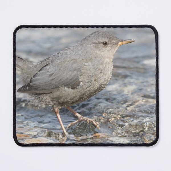 Item preview, American Dipper designed and sold by LaurenTucker.