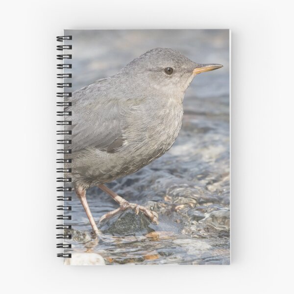 Item preview, American Dipper designed and sold by LaurenTucker.