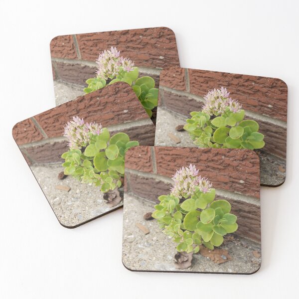 Item preview, Sedum Blooming Away on the Sidewalk designed and sold by concretebotany.