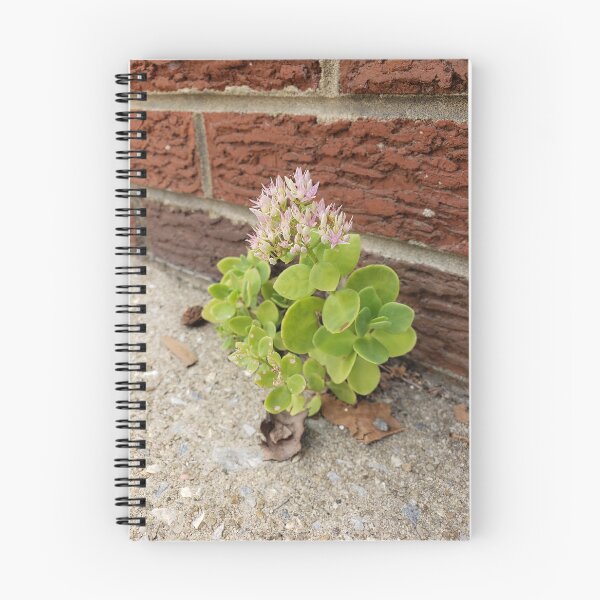 Item preview, Sedum Blooming Away on the Sidewalk designed and sold by concretebotany.