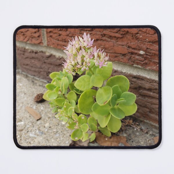 Item preview, Sedum Blooming Away on the Sidewalk designed and sold by concretebotany.