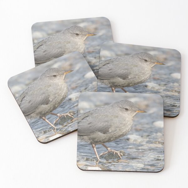 Item preview, American Dipper - Cinclus mexicanus designed and sold by LaurenTucker.