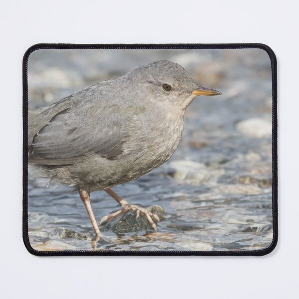 Item preview, American Dipper - Cinclus mexicanus designed and sold by LaurenTucker.