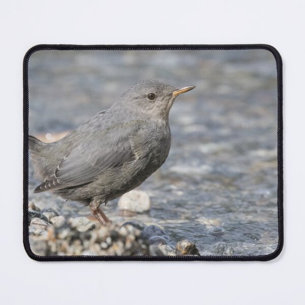 Item preview, American Dipper designed and sold by LaurenTucker.