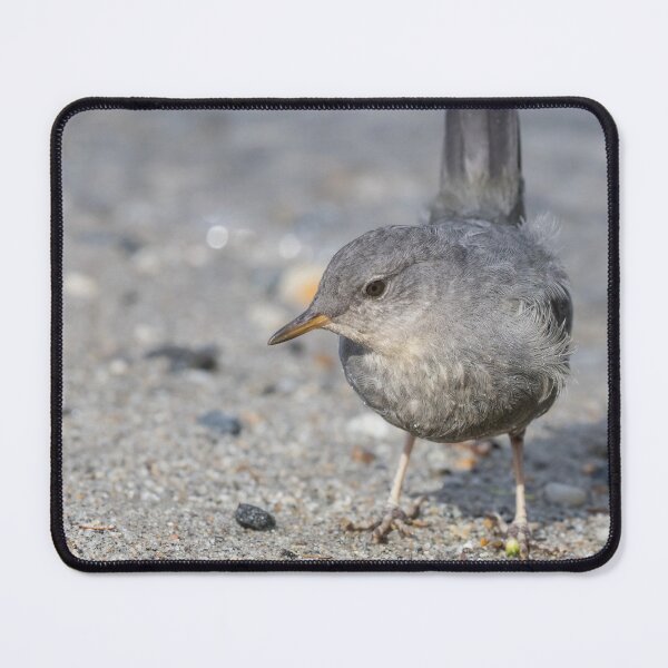 Item preview, American Dipper designed and sold by LaurenTucker.