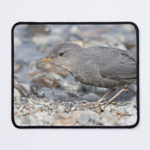 Item preview, American Dipper designed and sold by LaurenTucker.