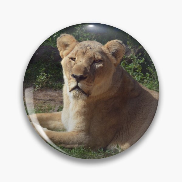 Item preview, Majestic Lioness Resting in Sunshine designed and sold by Savannah Gibbs.