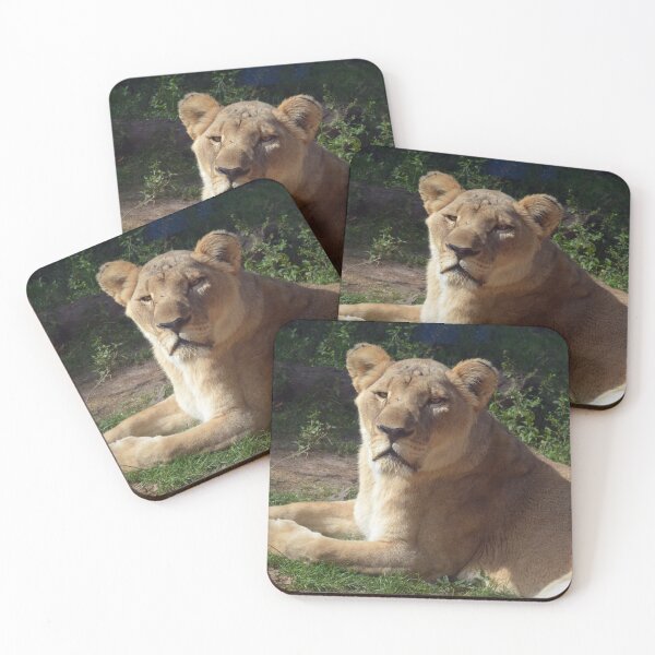 Item preview, Majestic Lioness Resting in Sunshine designed and sold by Savannah Gibbs.