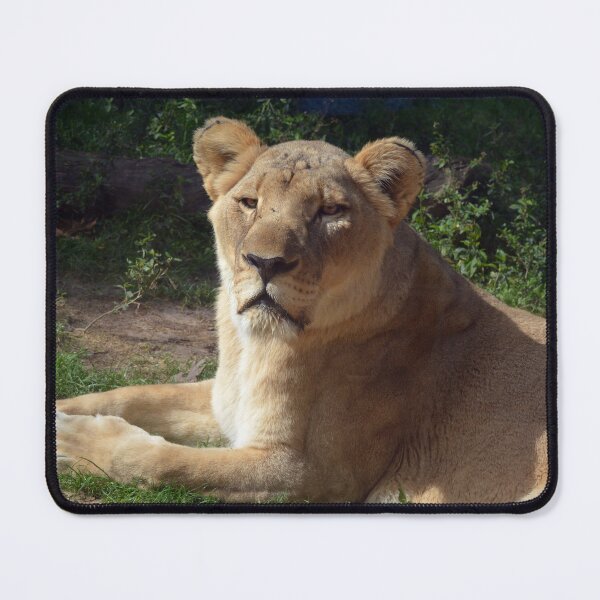 Item preview, Majestic Lioness Resting in Sunshine designed and sold by Savannah Gibbs.