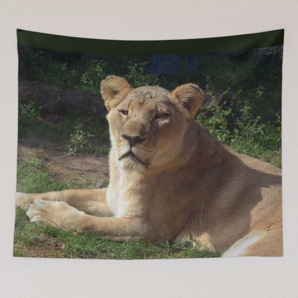Item preview, Majestic Lioness Resting in Sunshine designed and sold by Savannah Gibbs.