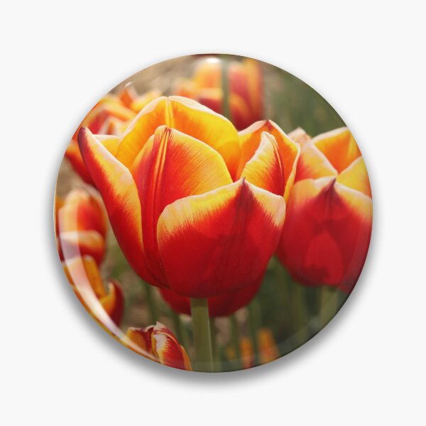 Artikelvorschau, Rote und orangefarbene Tulpen, Blumen entworfen und verkauft von EleniA8.