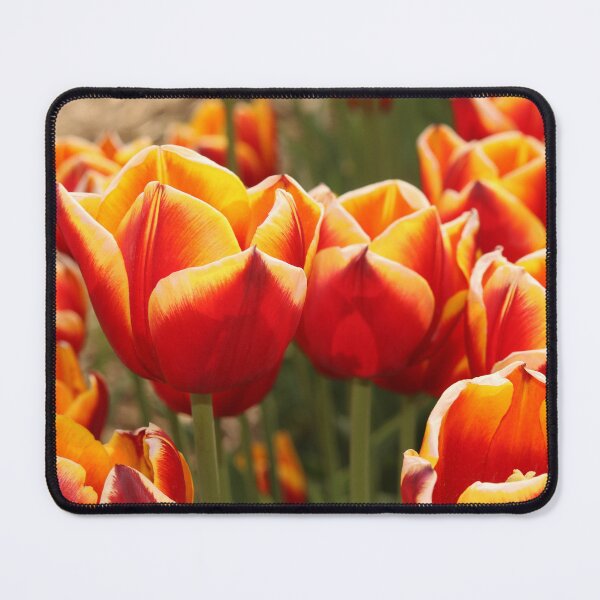 Item preview, Red & orange tulips, flowers designed and sold by EleniA8.