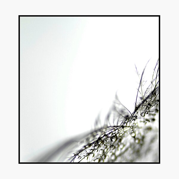 The Gift Photographic Print
