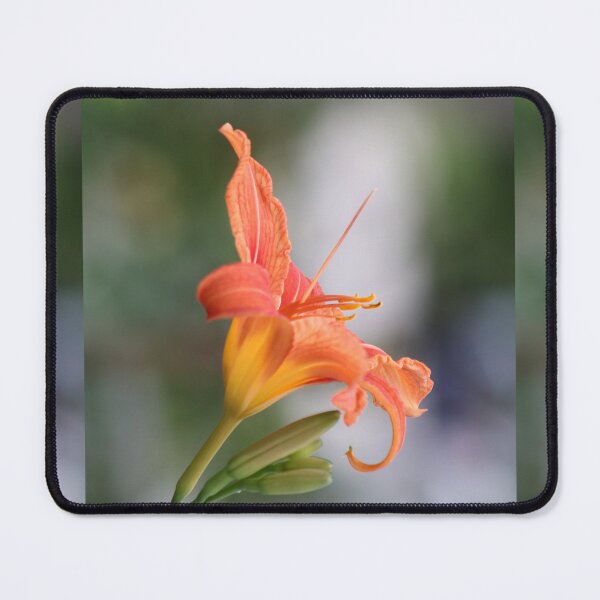 Item preview, Orange day-lili flower, hemerocallis fulva designed and sold by EleniA8.