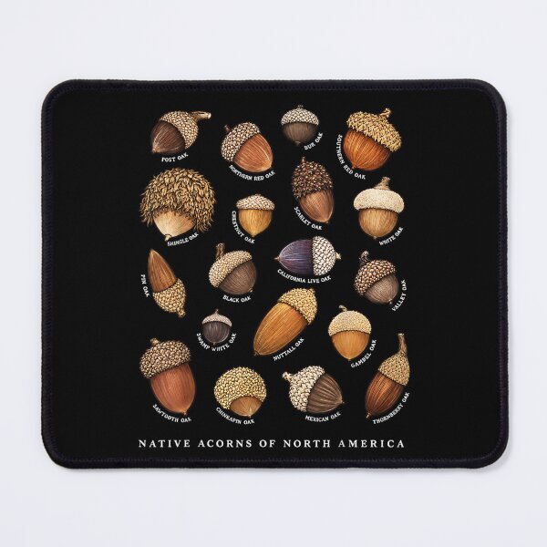 Item preview, Native Acorns of North America Tree Botanical Identification designed and sold by Capisedo.
