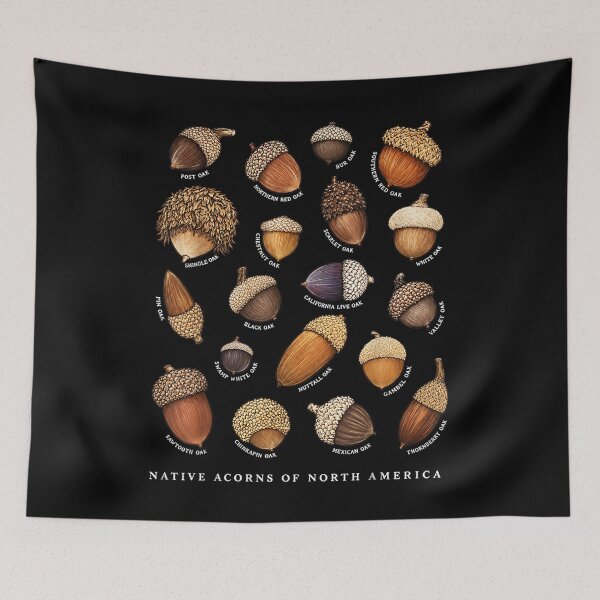 Item preview, Native Acorns of North America Tree Botanical Identification designed and sold by Capisedo.