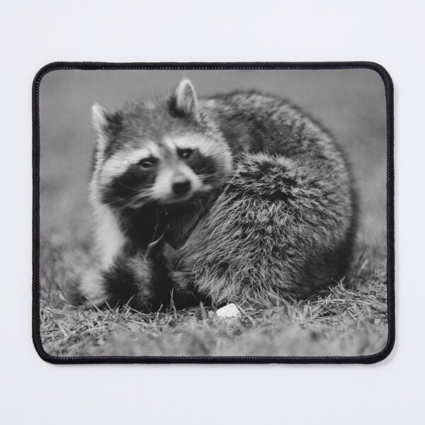 Item preview, Raccoon photo by Harris & Ewing (public domain photo, Library of Congress) designed and sold by Amanda1775.