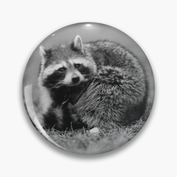 Item preview, Raccoon photo by Harris & Ewing (public domain photo, Library of Congress) designed and sold by Amanda1775.