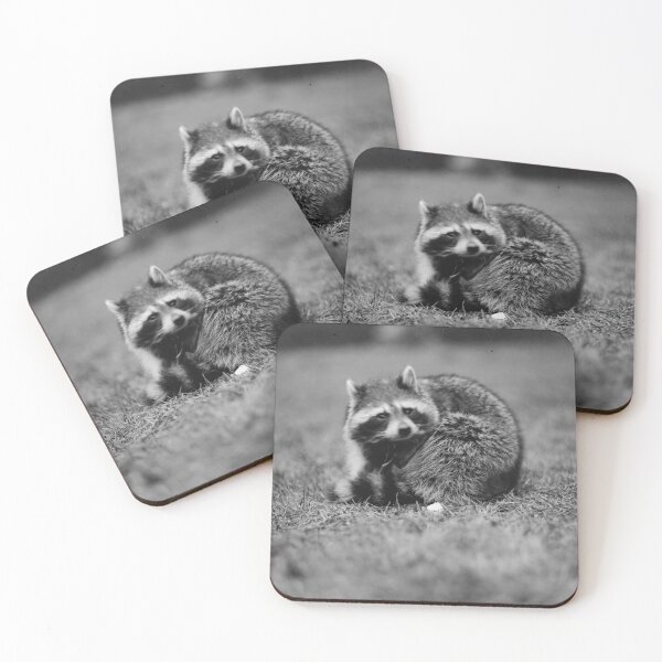 Item preview, Raccoon photo by Harris & Ewing (public domain photo, Library of Congress) designed and sold by Amanda1775.