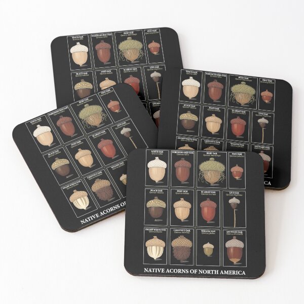 Item preview, Native Acorns of North America Tree Acorn Botanical Identification designed and sold by CF_VintageDesign.