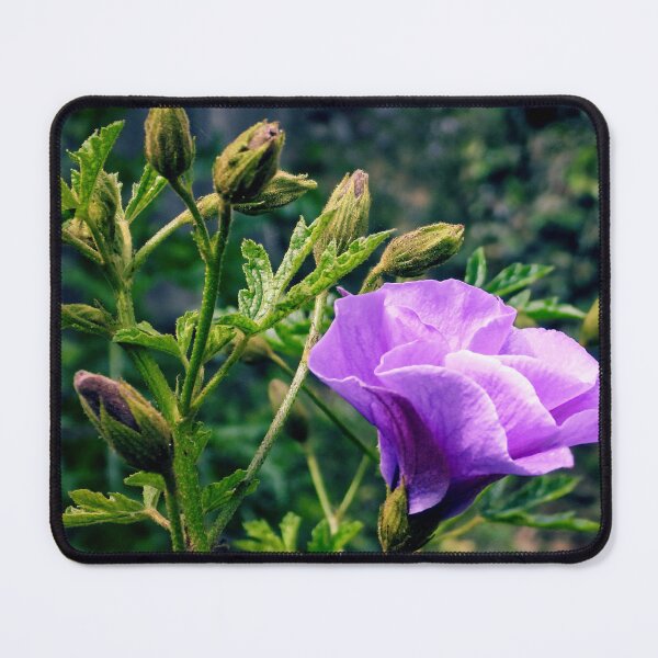 Item preview, Purple Hibiscus in Bloom designed and sold by wendyhattonphotography.