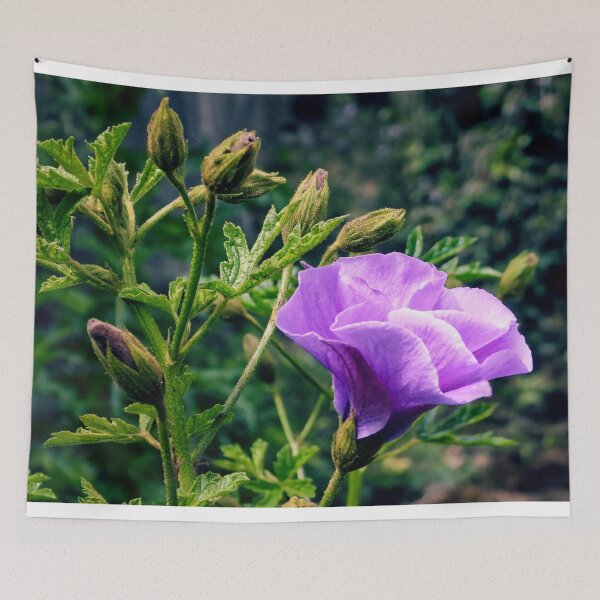 Item preview, Purple Hibiscus in Bloom designed and sold by wendyhattonphotography.
