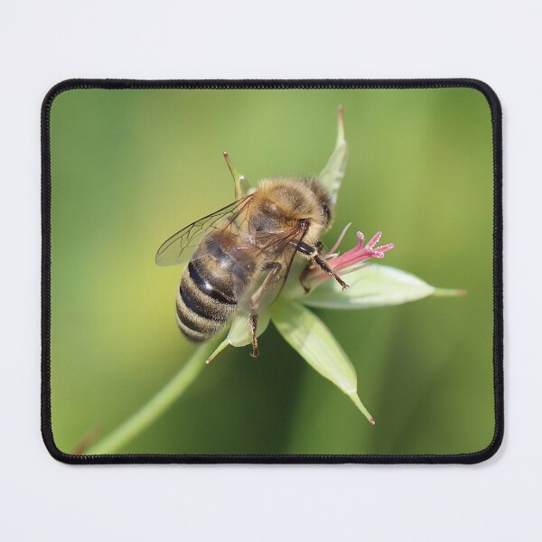 Item preview, Honey Bee on Green Flower – Macro Pollinator Photography designed and sold by shiseikizen.