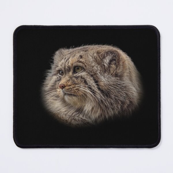 Item preview, Manul cub designed and sold by Guardi71.