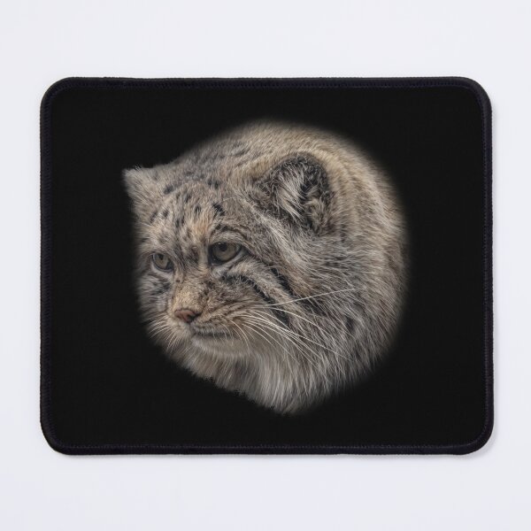 Item preview, Manul cub designed and sold by Guardi71.