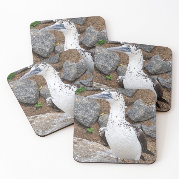 Item preview, A portrait of a Nazca Booby, Speckled Seabird Beauty designed and sold by Astute-Artio-Photography.