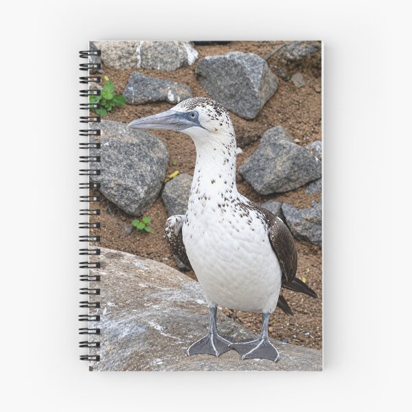 Item preview, A portrait of a Nazca Booby, Speckled Seabird Beauty designed and sold by Astute-Artio-Photography.