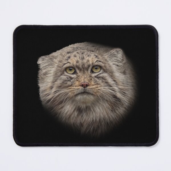 Item preview, Manul cub designed and sold by Guardi71.