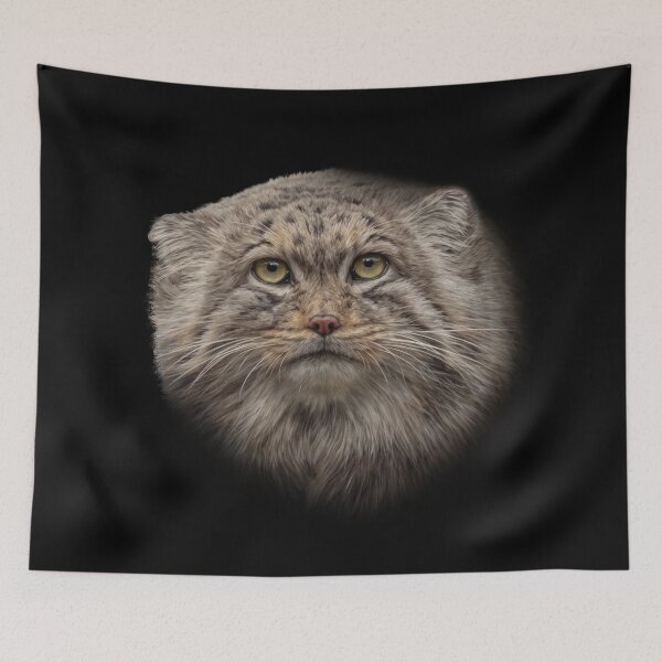 Item preview, Manul cub designed and sold by Guardi71.