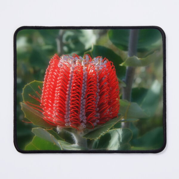 Item preview, Banksia Beauty designed and sold by Paula Bone.