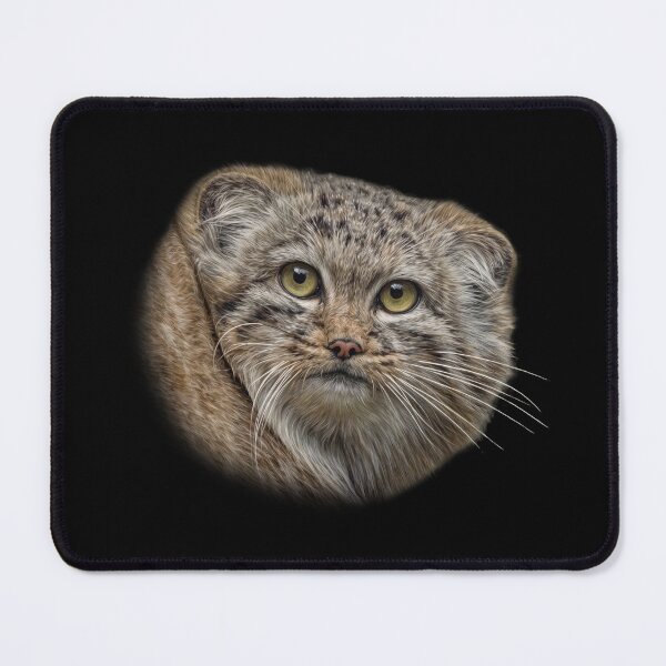 Item preview, Manul cub designed and sold by Guardi71.